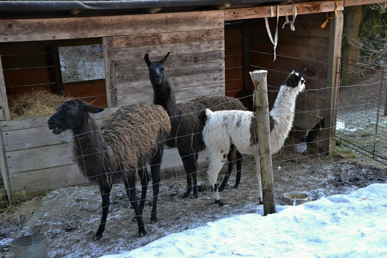 Penzion U Lipy Vysoké nad Jizerou Exterior foto